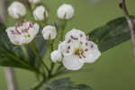 Hillside hawthorn